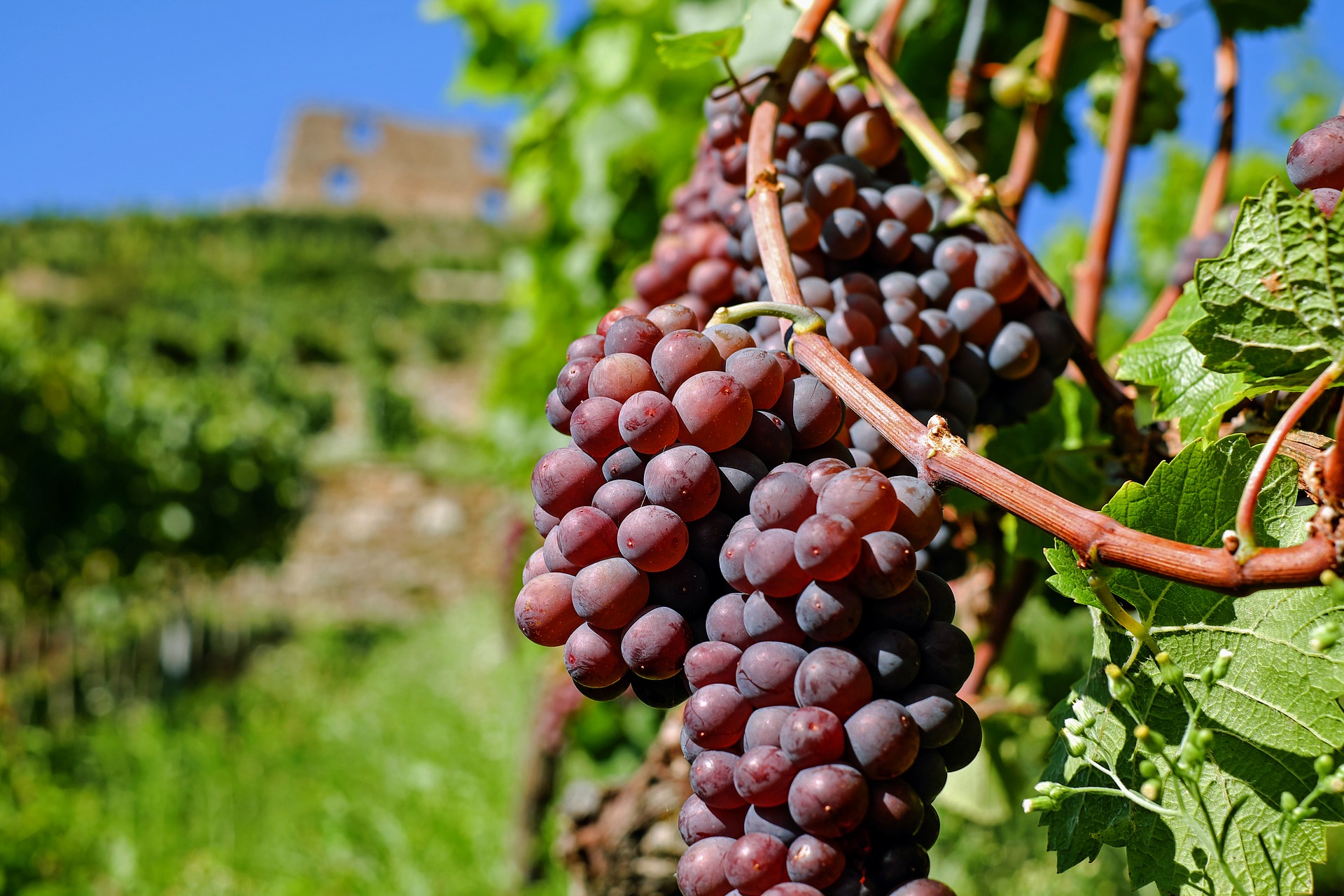 Les vignes de Châteauneuf du pape